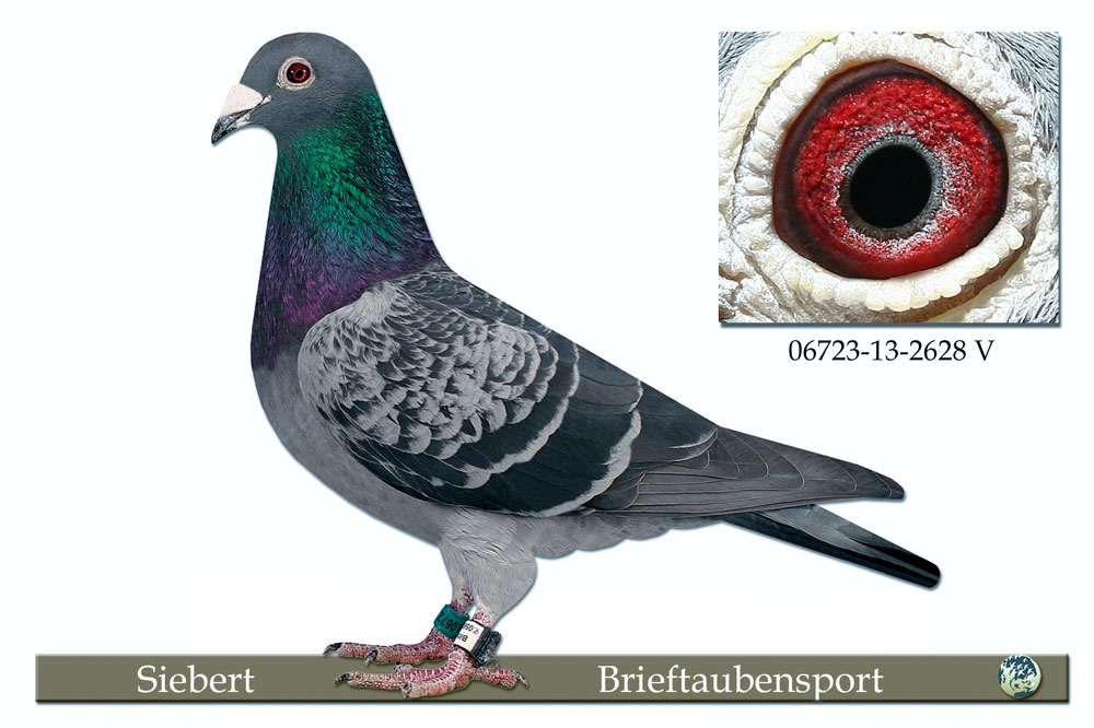 2628 // Jonge Talent