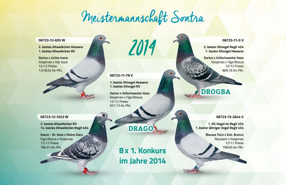 meisterschaftstauben sontra2014