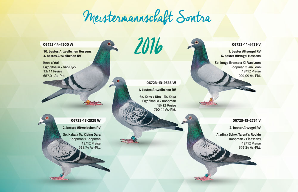 meisterschaftstauben sontra2016
